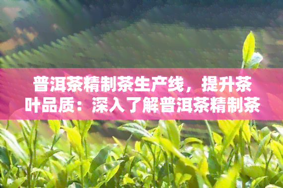 普洱茶精制茶生产线，提升茶叶品质：深入了解普洱茶精制茶生产线