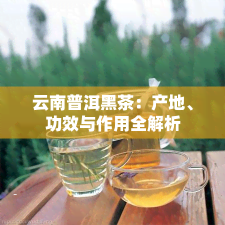 云南普洱黑茶：产地、功效与作用全解析