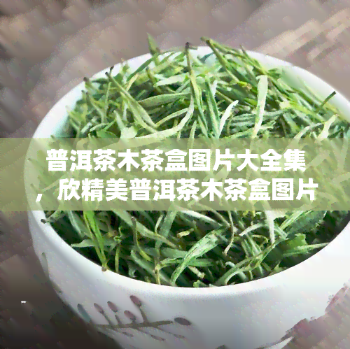 普洱茶木茶盒图片大全集，欣精美普洱茶木茶盒图片全集