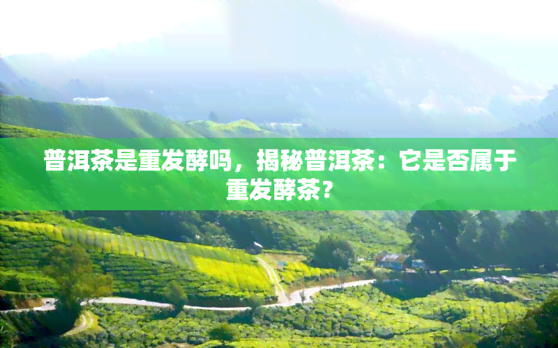 普洱茶是重发酵吗，揭秘普洱茶：它是否属于重发酵茶？