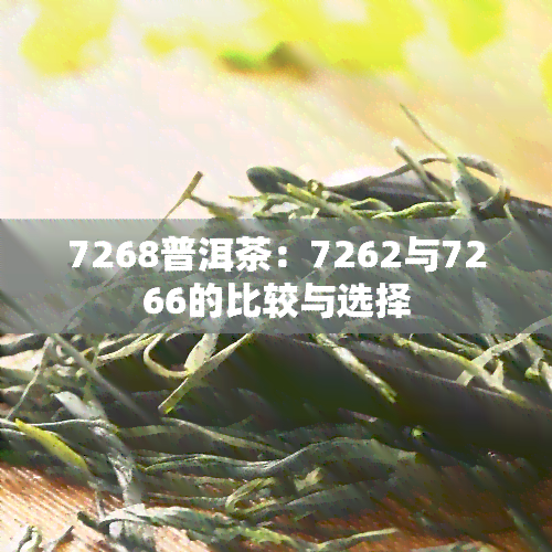 7268普洱茶：7262与7266的比较与选择