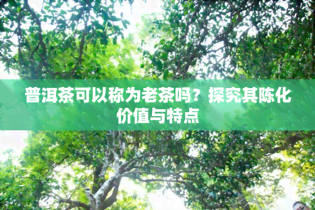 普洱茶可以称为老茶吗？探究其陈化价值与特点