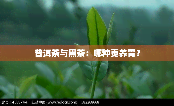 普洱茶与黑茶：哪种更养胃？