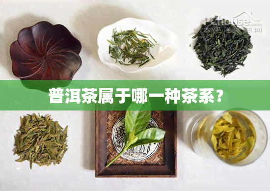 普洱茶属于哪一种茶系？