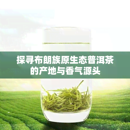 探寻布朗族原生态普洱茶的产地与香气源头