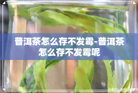 普洱茶怎么存不发霉-普洱茶怎么存不发霉呢