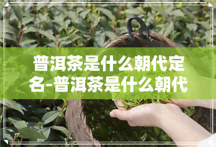 普洱茶是什么朝代定名-普洱茶是什么朝代定名的