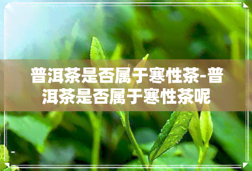 普洱茶是否属于寒性茶-普洱茶是否属于寒性茶呢