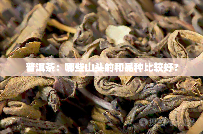 普洱茶：哪些山头的和品种比较好？