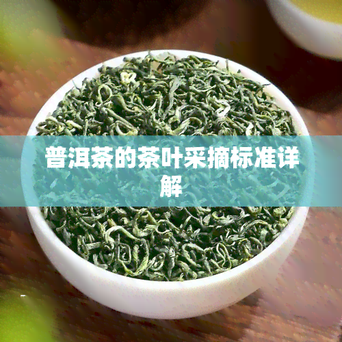 普洱茶的茶叶采摘标准详解