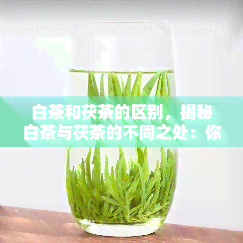 白茶和茯茶的区别，揭秘白茶与茯茶的不同之处：你了解它们的差别吗？