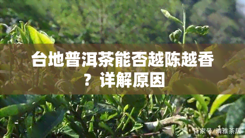 台地普洱茶能否越陈越香？详解原因