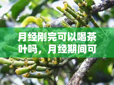 月经刚完可以喝茶叶吗，月经期间可以饮用茶叶吗？刚刚结的你需要注意什么？