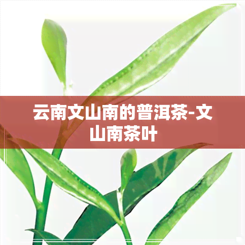 云南文山南的普洱茶-文山南茶叶