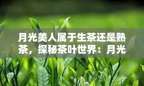 月光美人属于生茶还是熟茶，探秘茶叶世界：月光美人是生茶还是熟茶？