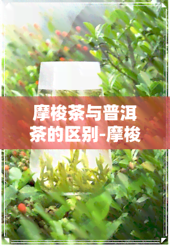 摩梭茶与普洱茶的区别-摩梭茶与普洱茶的区别是什么