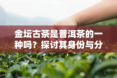 金坛古茶是普洱茶的一种吗？探讨其身份与分类