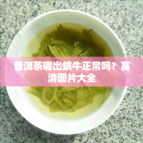 普洱茶喝出蜗牛正常吗？高清图片大全