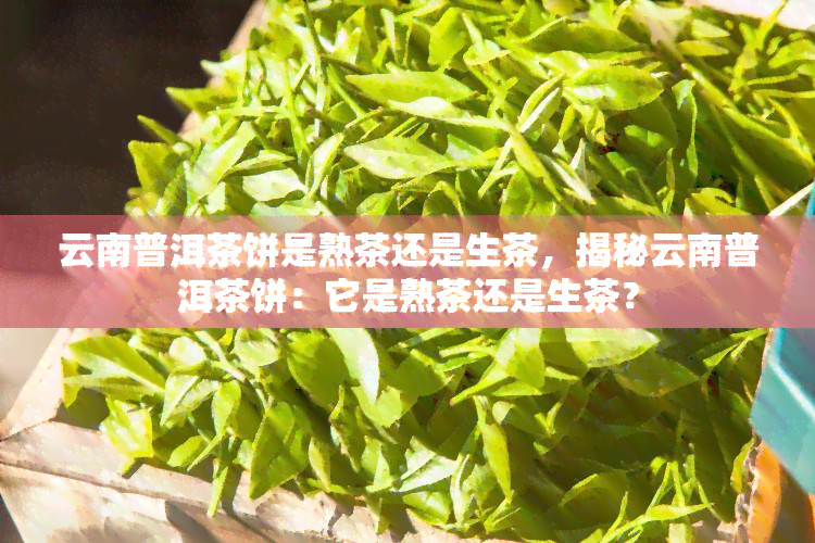 云南普洱茶饼是熟茶还是生茶，揭秘云南普洱茶饼：它是熟茶还是生茶？