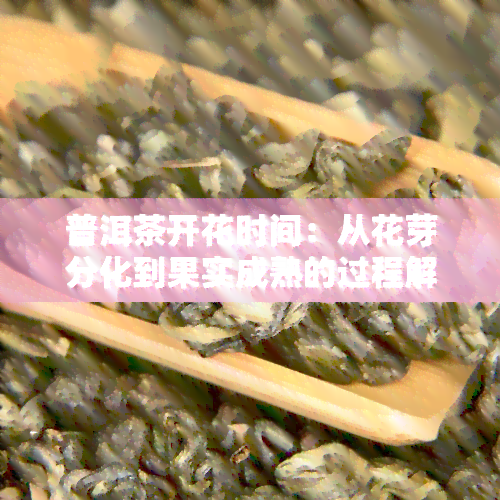 普洱茶开花时间：从花芽分化到果实成熟的过程解析