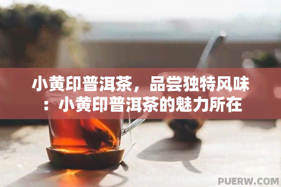 小黄印普洱茶，品尝独特风味：小黄印普洱茶的魅力所在