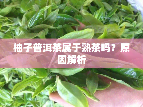 柚子普洱茶属于熟茶吗？原因解析