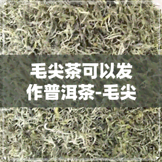 毛尖茶可以发作普洱茶-毛尖和普洱能一起泡吗