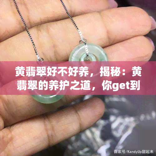 黄翡翠好不好养，揭秘：黄翡翠的养护之道，你get到了吗？