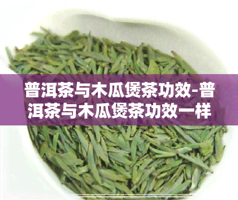 普洱茶与木瓜煲茶功效-普洱茶与木瓜煲茶功效一样吗