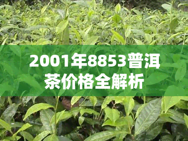 2001年8853普洱茶价格全解析