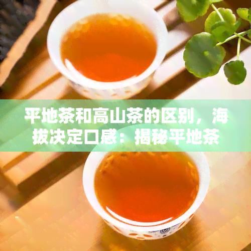 平地茶和高山茶的区别，海拔决定口感：揭秘平地茶与高山茶的不同之处