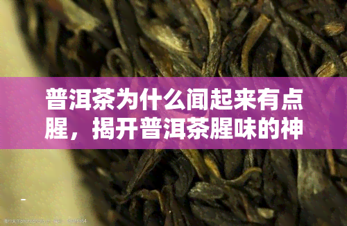 普洱茶为什么闻起来有点腥，揭开普洱茶腥味的神秘面纱