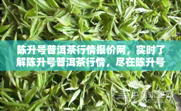 陈升号普洱茶行情报价网，实时了解陈升号普洱茶行情，尽在陈升号普洱茶行情报价网！