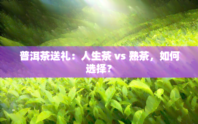 普洱茶送礼：人生茶 vs 熟茶，如何选择？