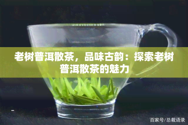 老树普洱散茶，品味古韵：探索老树普洱散茶的魅力