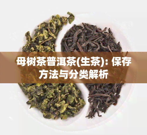 母树茶普洱茶(生茶): 保存方法与分类解析