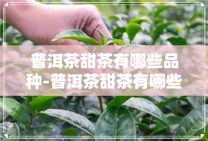 普洱茶甜茶有哪些品种-普洱茶甜茶有哪些品种图片