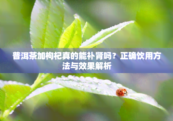 普洱茶加枸杞真的能补肾吗？正确饮用方法与效果解析