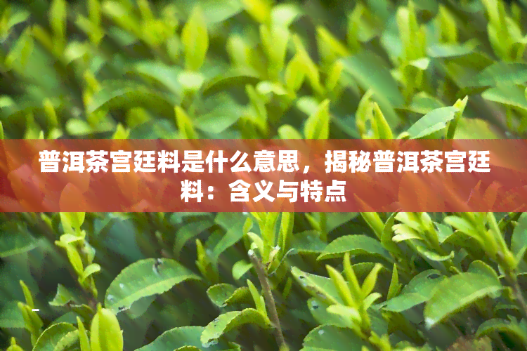 普洱茶宫廷料是什么意思，揭秘普洱茶宫廷料：含义与特点