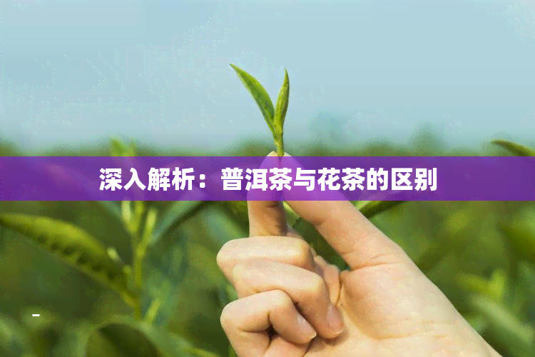 深入解析：普洱茶与花茶的区别