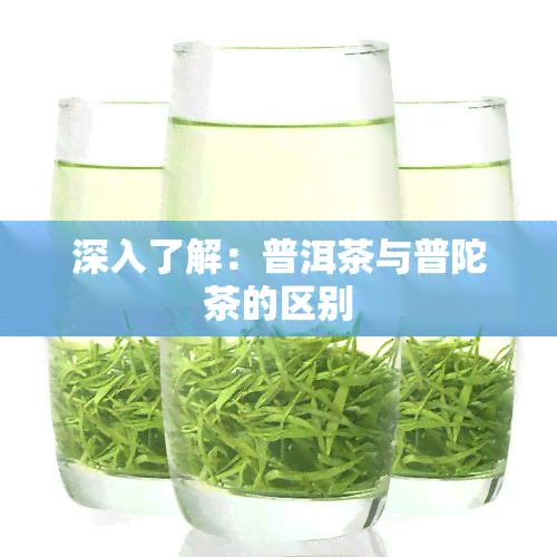 深入了解：普洱茶与普陀茶的区别