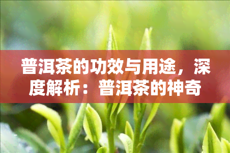 普洱茶的功效与用途，深度解析：普洱茶的神奇功效及其多种实用用途