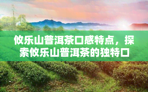 攸乐山普洱茶口感特点，探索攸乐山普洱茶的独特口感特点