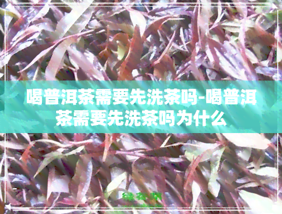 喝普洱茶需要先洗茶吗-喝普洱茶需要先洗茶吗为什么