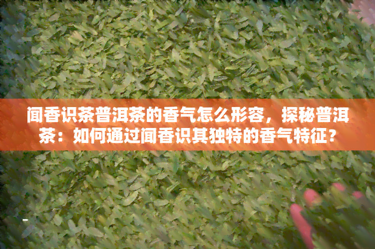 闻香识茶普洱茶的香气怎么形容，探秘普洱茶：如何通过闻香识其独特的香气特征？