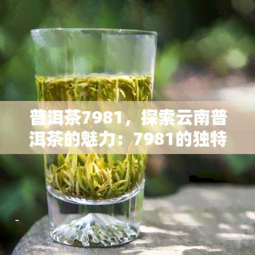 普洱茶7981，探索云南普洱茶的魅力：7981的独特风味与历背景