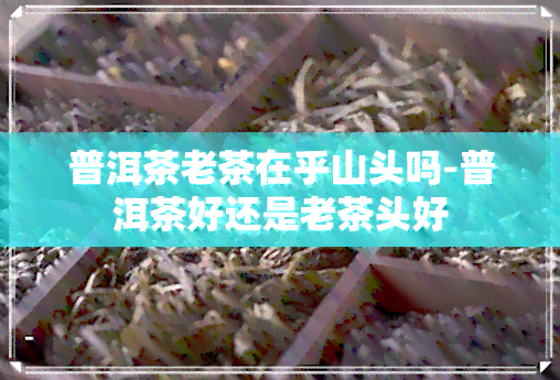 普洱茶老茶在乎山头吗-普洱茶好还是老茶头好