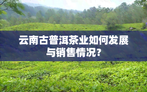 云南古普洱茶业如何发展与销售情况？