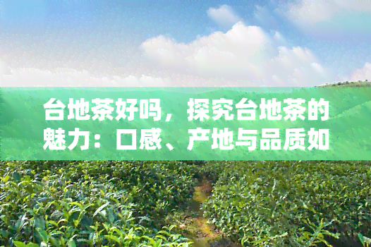 台地茶好吗，探究台地茶的魅力：口感、产地与品质如何评价？