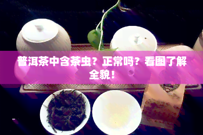 普洱茶中含茶虫？正常吗？看图了解全貌！